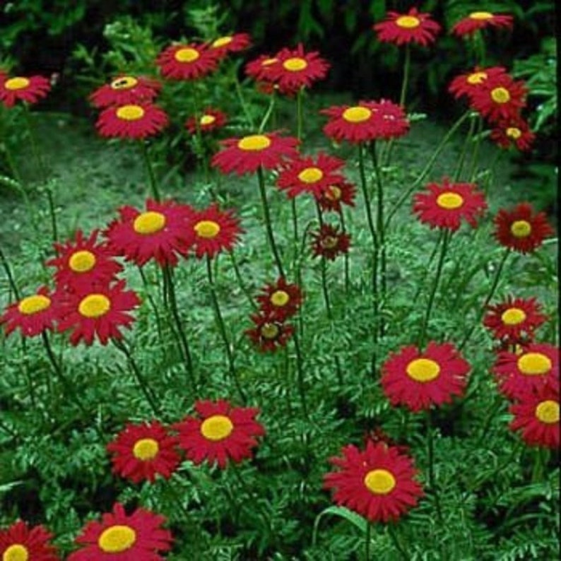 Robinsons Red Daisy / Pyrethrum Daisies 50 Seeds Perennial Etsy