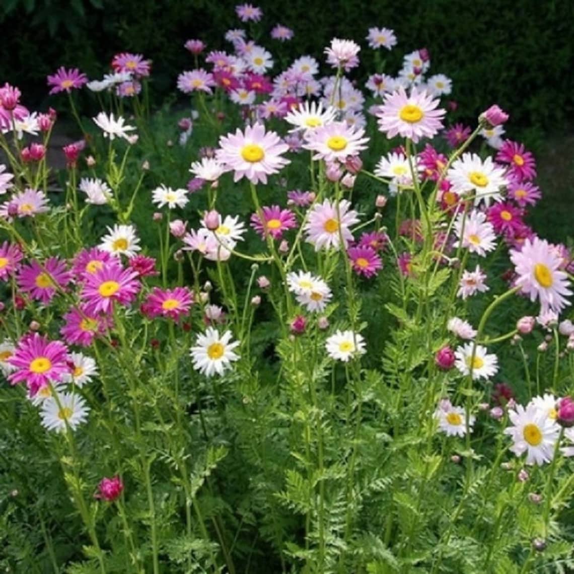 Painted Daisy Robinsons Giant Mix/ Pyrethrum Daisies 50 Etsy