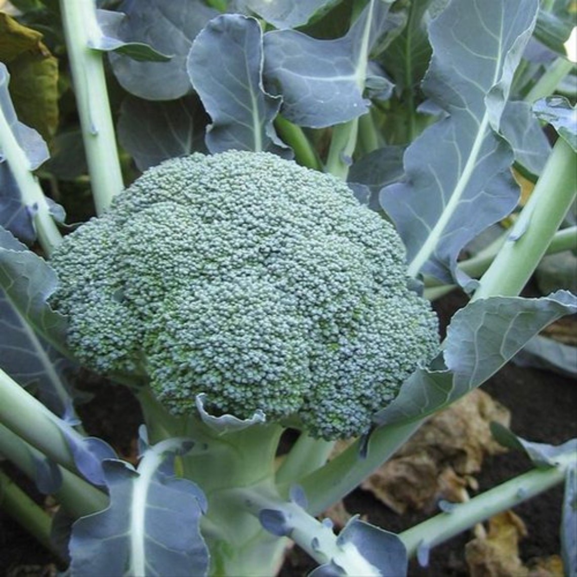 Ironman Broccoli Seeds 20 Seeds Annual Etsy