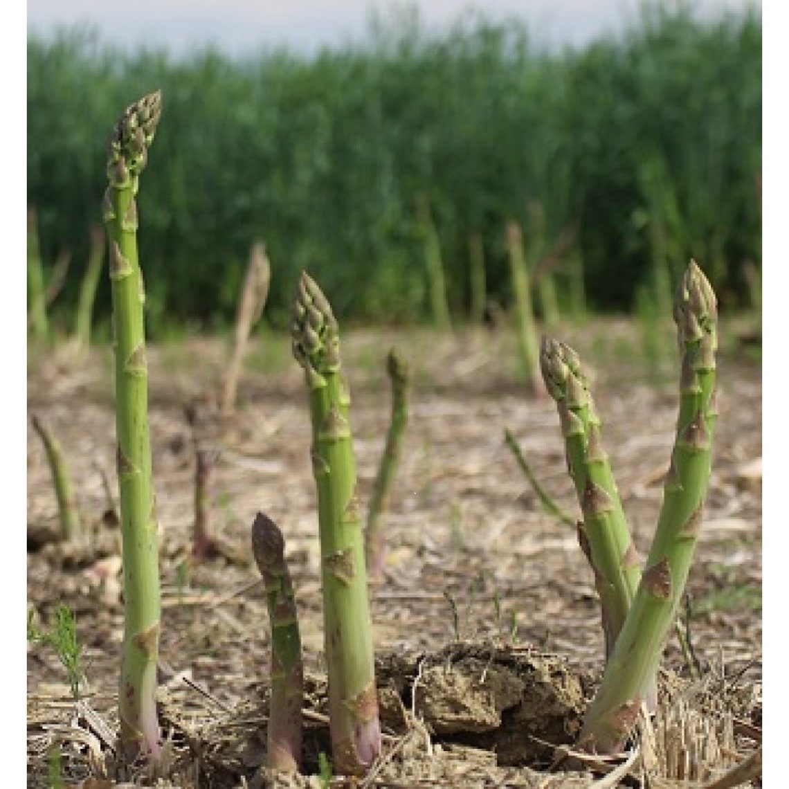 Mary Washington Asparagus / Heirloom / 25 Seeds Perennial Etsy
