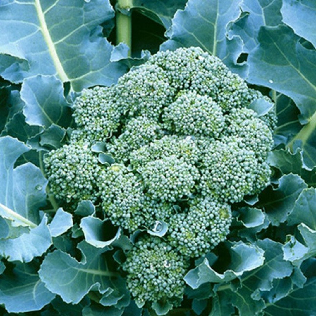 De Cicco Broccoli Seeds / Heirloom 20 Seeds Annual Etsy