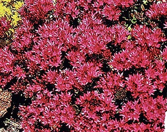Sedum Dragon Blood Etsy Sedum Dragon Blood Etsy