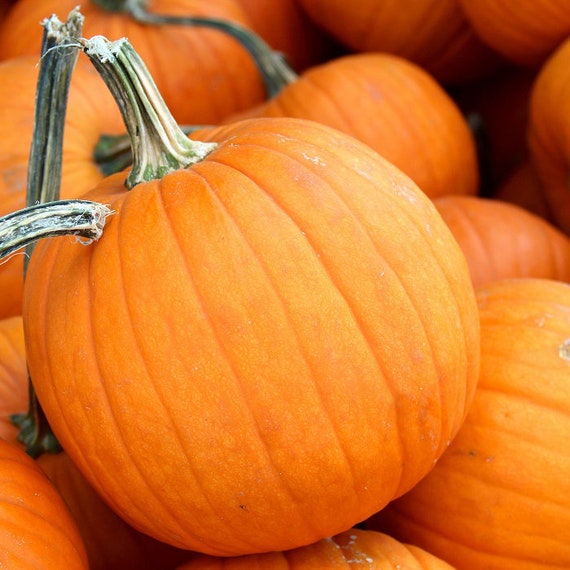 Small Sugar Pumpkin / Heirloom / 10 Seeds Annual Etsy