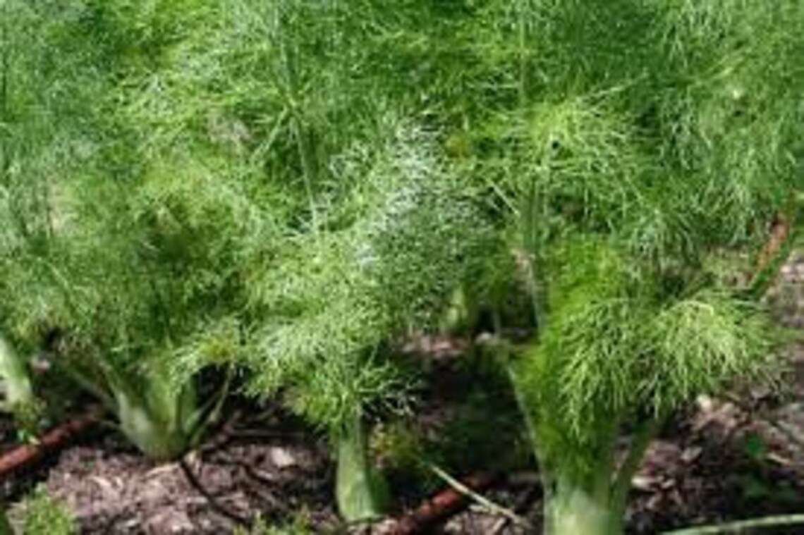 Florence Fennel / Heirloom / 25 Seeds Perennial Etsy