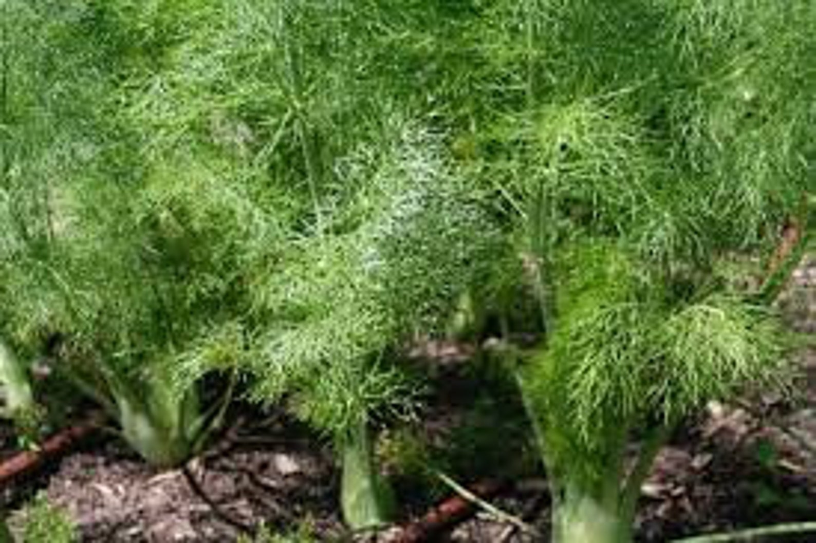 Florence Fennel / Heirloom / 25 Seeds Perennial Etsy