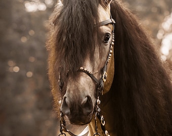 May include: A close-up portrait of a light brown horse with a long black mane and tail. The horse is wearing a black leather bridle with gold accents and a beaded browband. The horse's eyes are dark and its nose is black. The background is blurred and out of focus.