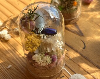 Insect terrarium encased in gauge glass with rose chafer (Cetoniinae)