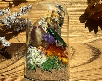 Terrario de insectos encerrado en un medidor de vidrio con escarabajo Chrysochroa fulminans