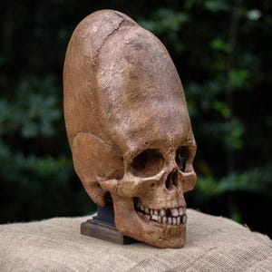 Elongated Human Skull Replica, Paracas Skulls, Life Size Human Skull, Cranial Modification, Skull Deformation, Human Skull, Museum Artefact,