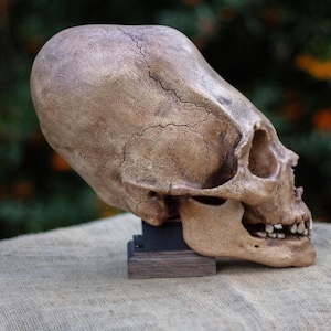 Längliche menschliche Schädelreplik in Lebensgröße: Schädelmodifikation, Kuriositäten und Kuriositäten. Kopfbindung.