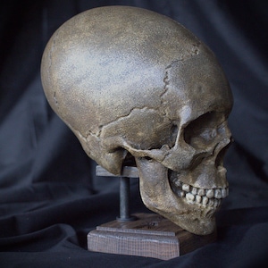 Réplica de cráneo humano / tamaño natural / Cráneo alargado / Deformación del cráneo / *HECHO A PEDIDO* / Artefacto de museo / Curiosidades / Huesos / Esqueleto /