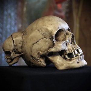 May include: A beige, weathered human skull replica featuring a smaller, conjoined skull protruding from the side. The surface displays realistic bone-like textures, deep sutures, and visible teeth within the jaw, presented in a side profile view.