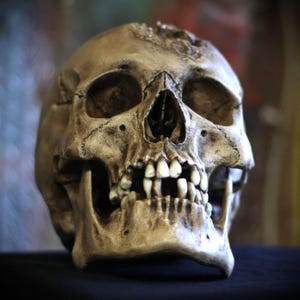 May include: A realistic human skull replica featuring a weathered, bone-colored finish with deep-set eye sockets, a nasal cavity, and a full set of teeth. The surface displays textured details and naturalistic contours throughout the cranium.