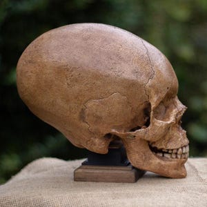 Elongated Human Skull Replica, Life Size Human Skull Replica, Skull Deformation, Akhanaten, Egyptian Pharoah.Cranial Modification. Skulls.