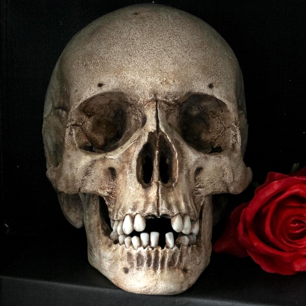 Full Size Human Skull Replica: Anatomically Correct with high detail.Curiosities and Oddities.