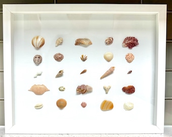 Può includere: Una cornice bianca con un passepartout bianco che mostra una collezione di conchiglie di varie forme, dimensioni e colori. Le conchiglie sono disposte in una griglia su uno sfondo bianco.