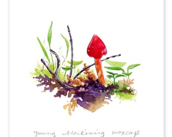 Wild Ontario Mushrooms : Blackening Waxcap Young Red - DIGITAL DOWNLOAD of watercolour paintings by Heather Castles