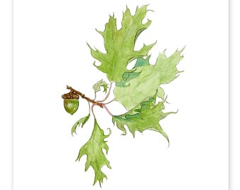 Bilbo's Acorn - DIGITAL DOWNLOAD of watercolour paintings by Heather Castles