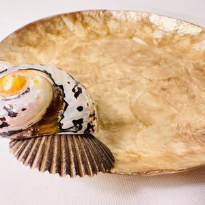 May include: A shallow, circular dish with a mottled, translucent beige and gold finish. Attached to the rim is a spiral seashell featuring a bright yellow center, iridescent white tones, and dark brown spots, resting atop a dark brown, fan-shaped shell.