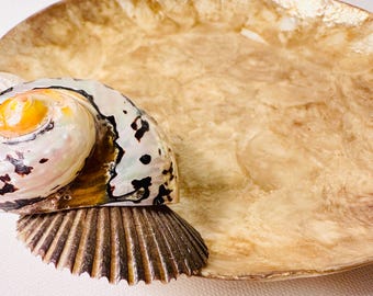 Könnte beinhalten: Eine flache, kreisförmige Schale mit einer gesprenkelten, durchscheinenden beigen und goldenen Oberfläche. Am Rand befindet sich eine spiralförmige Muschel mit leuchtend gelber Mitte, irisierenden weißen Tönen und dunkelbraunen Flecken auf einer Muschel.