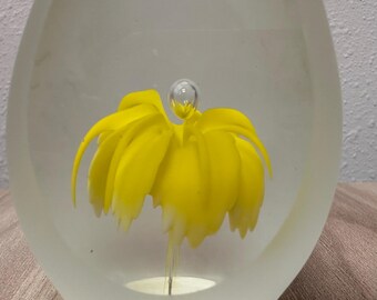 Könnte beinhalten: Ein ovaler Briefbeschwerer aus klarem Glas mit einer leuchtend gelben, mehrblättrigen Blumenskulptur, die in der Mitte schwebt. Eine kleine, klare Glaskugel sitzt auf der gelben Blume, die zarte, nach unten gebogene Blütenblätter aufweist.