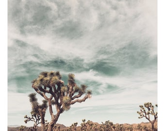 Joshua Tree photo, desert landscape, desert living, modern living,FREE SHIPPING