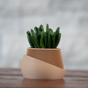 May include: A small succulent plant in a beige ceramic planter with a unique, curved design. The planter has a ribbed texture around the top.