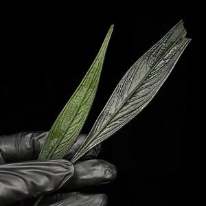 Josefia Intricata/aridarum Perisai - Etsy