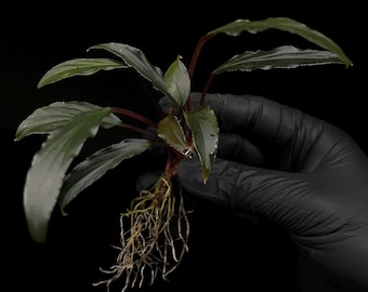 Josefia Intricata/aridarum Perisai - Etsy