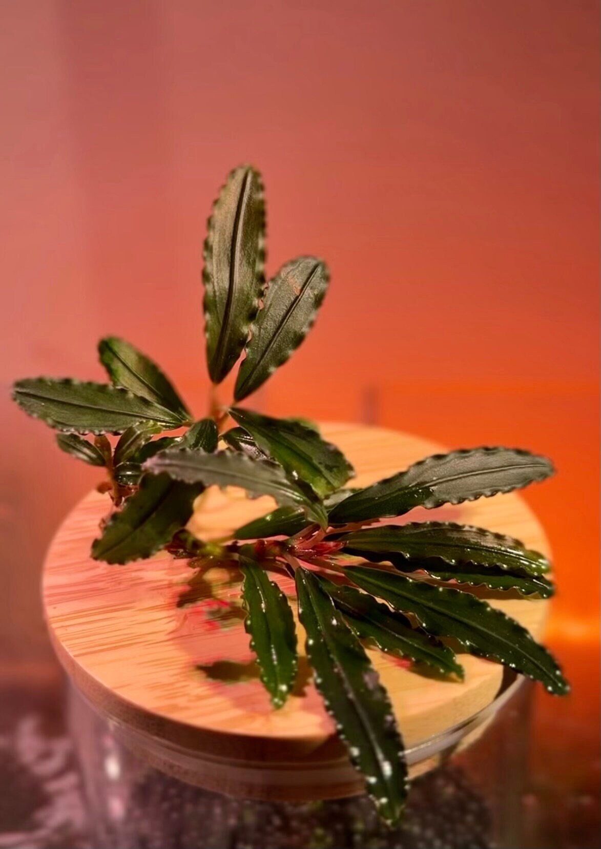 Bucephalandra sp.brilliant red 【公式通販】