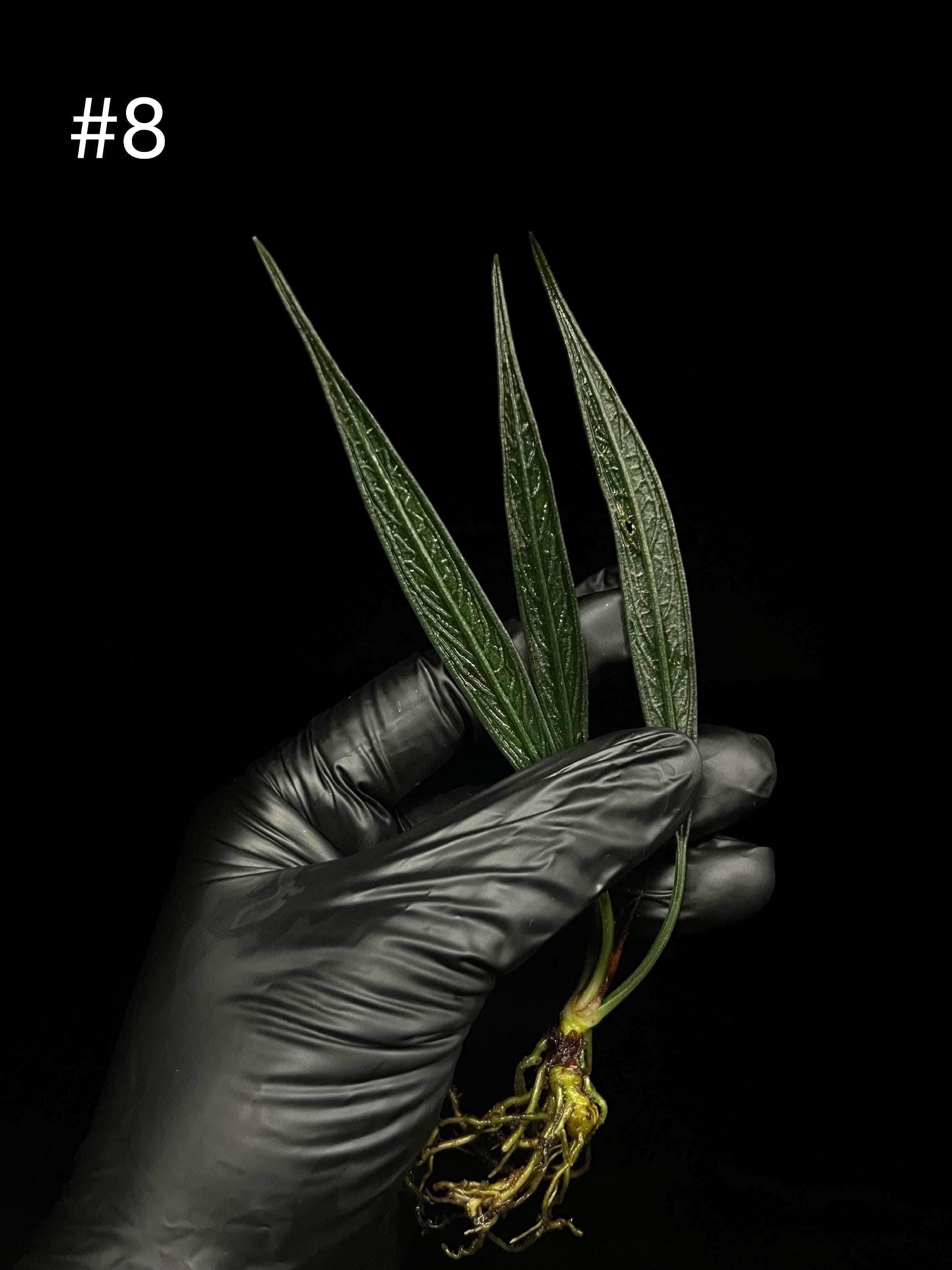 Josefia Intricata/aridarum Perisai - Etsy