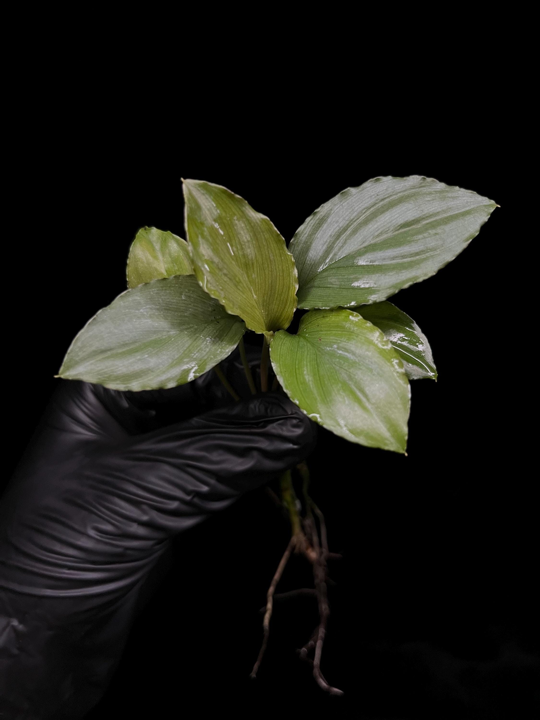 Homalomena Yellow Variegated SP Java — Aroidasia