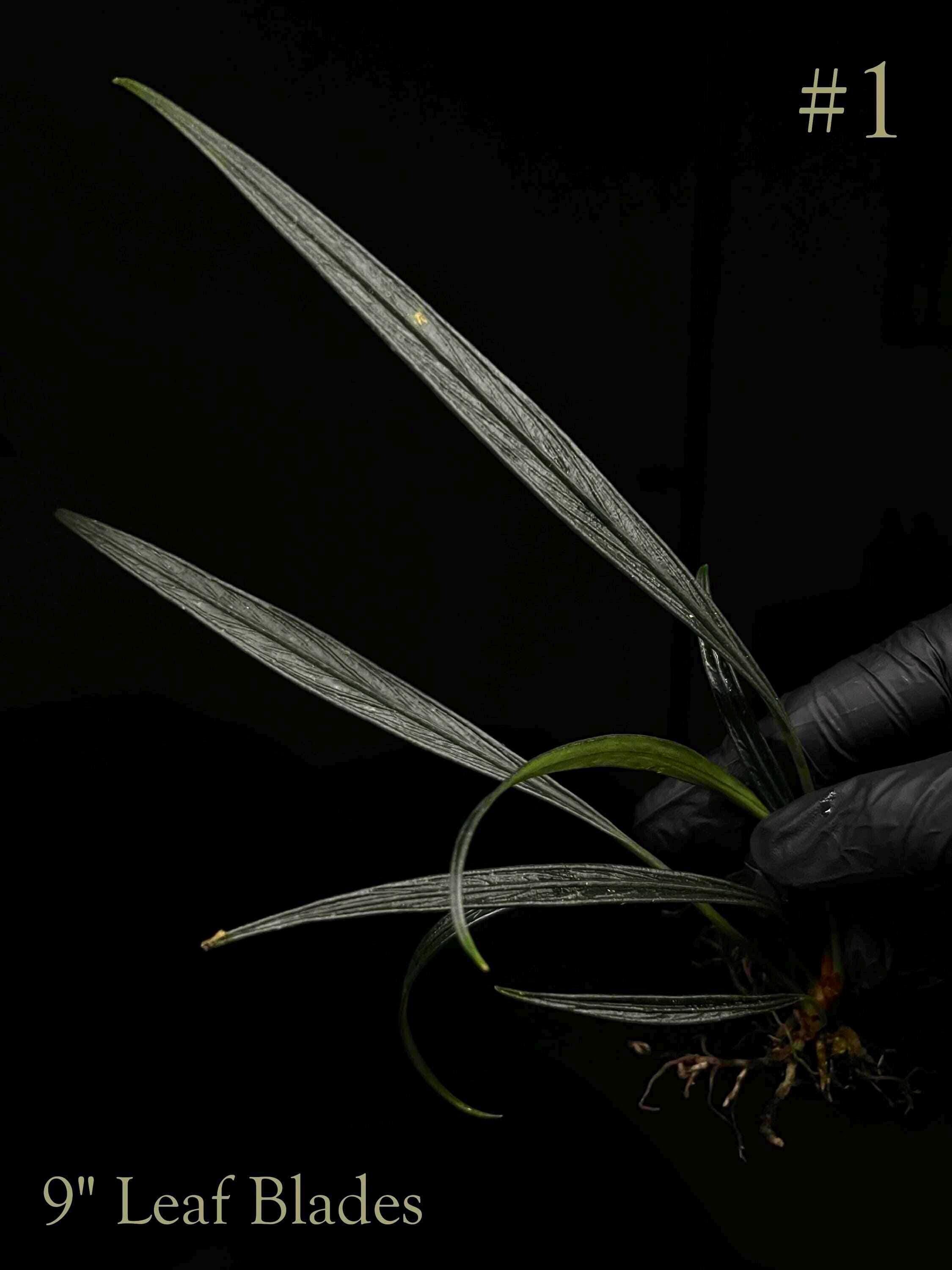 Josefia Intricata/aridarum Perisai - Etsy