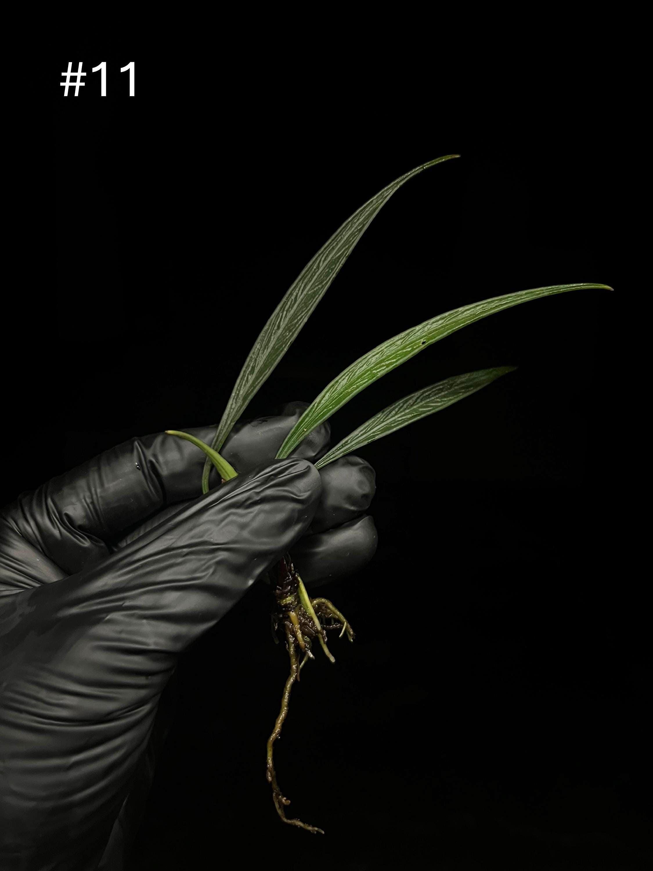 Aridarum Perisai (Josefia Intricata) - Borneo Aquatic