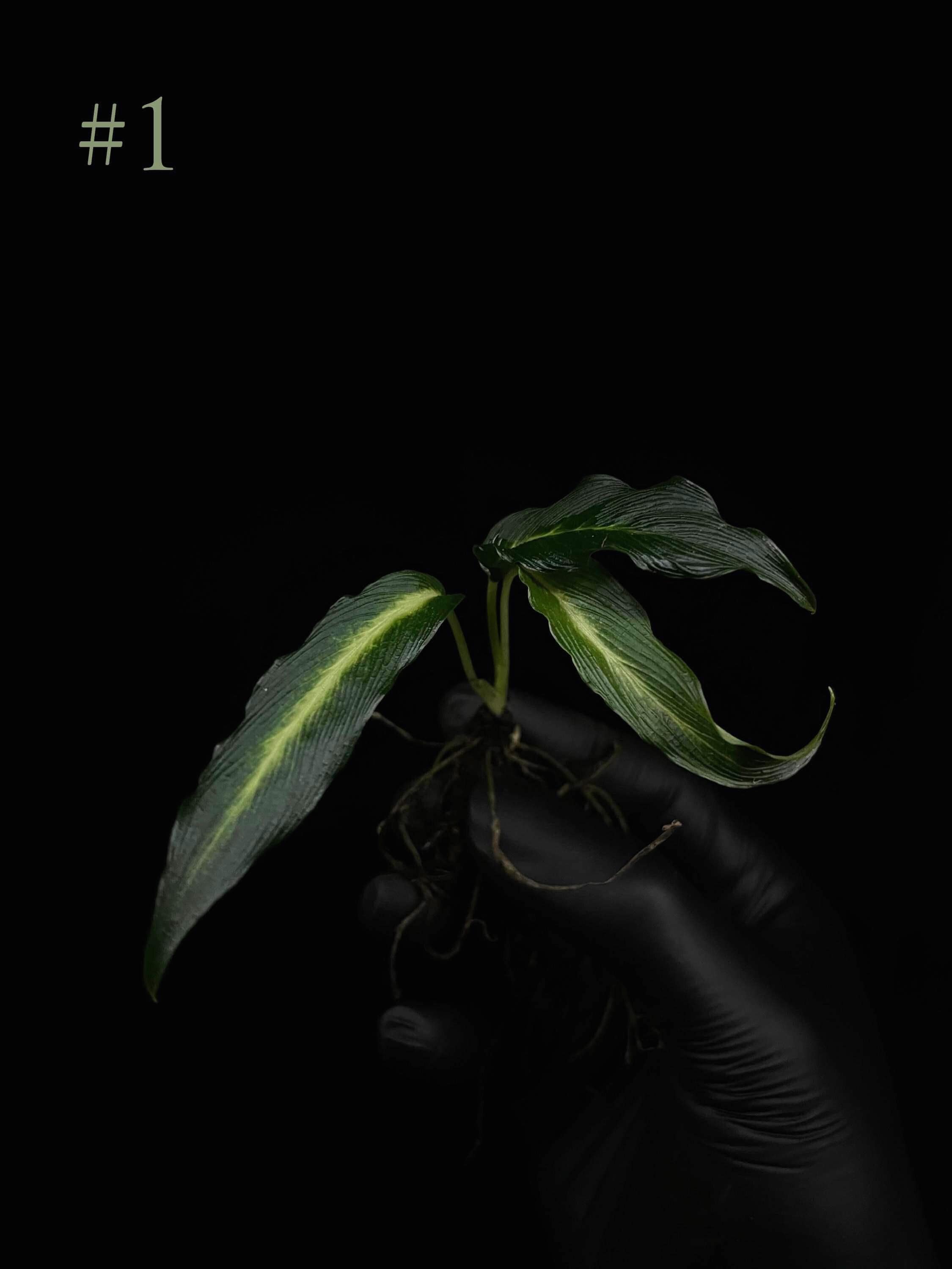 Homalomena Sp - Etsy