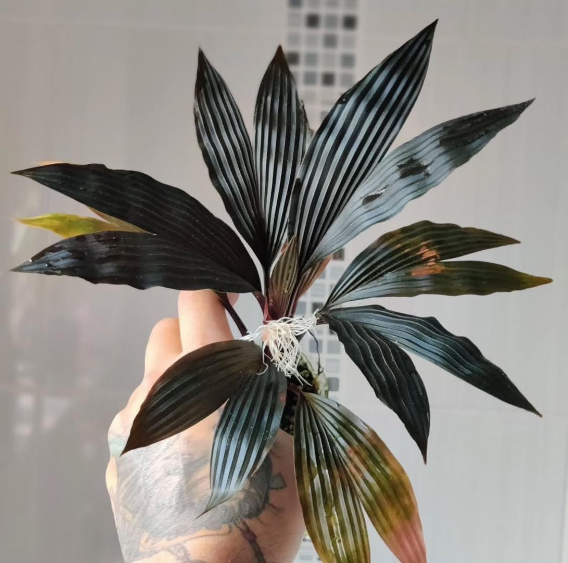 Dicranopygium Sp. Guna Yala (seedling) - Etsy