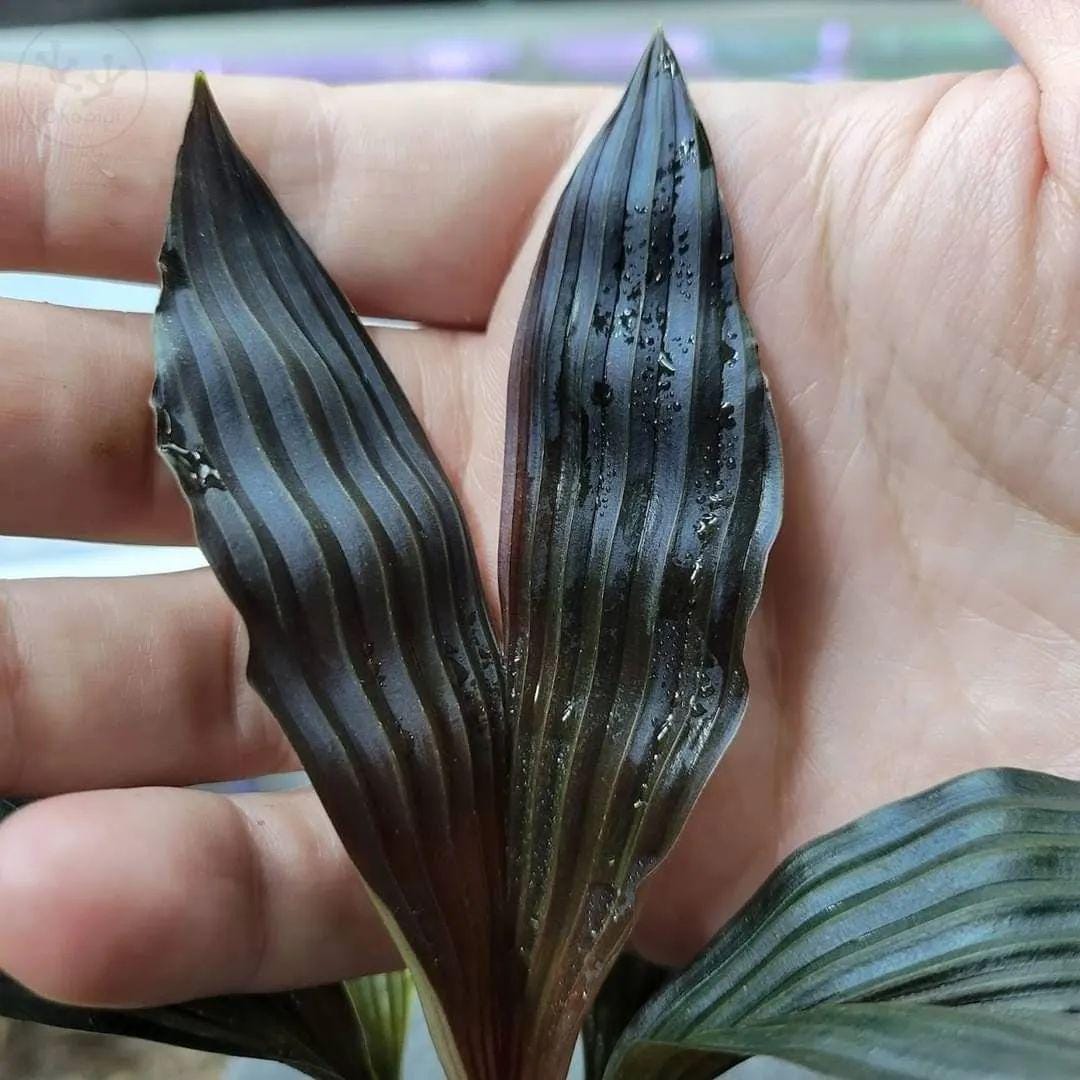 Dicranopygium sp. Kuna Yama Panama タグ付き Dicranopygium sp