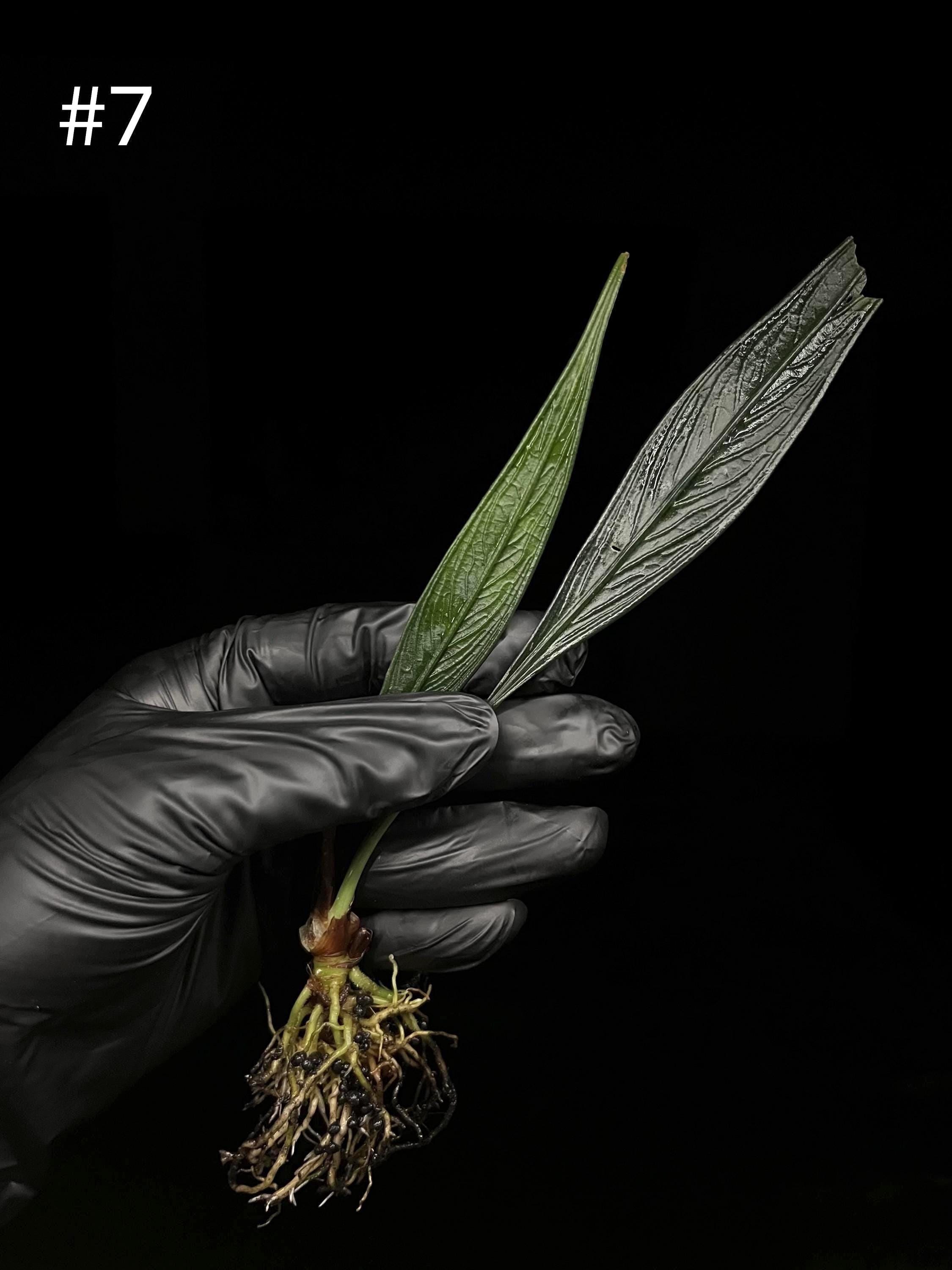 Josefia Intricata/aridarum Perisai - Etsy