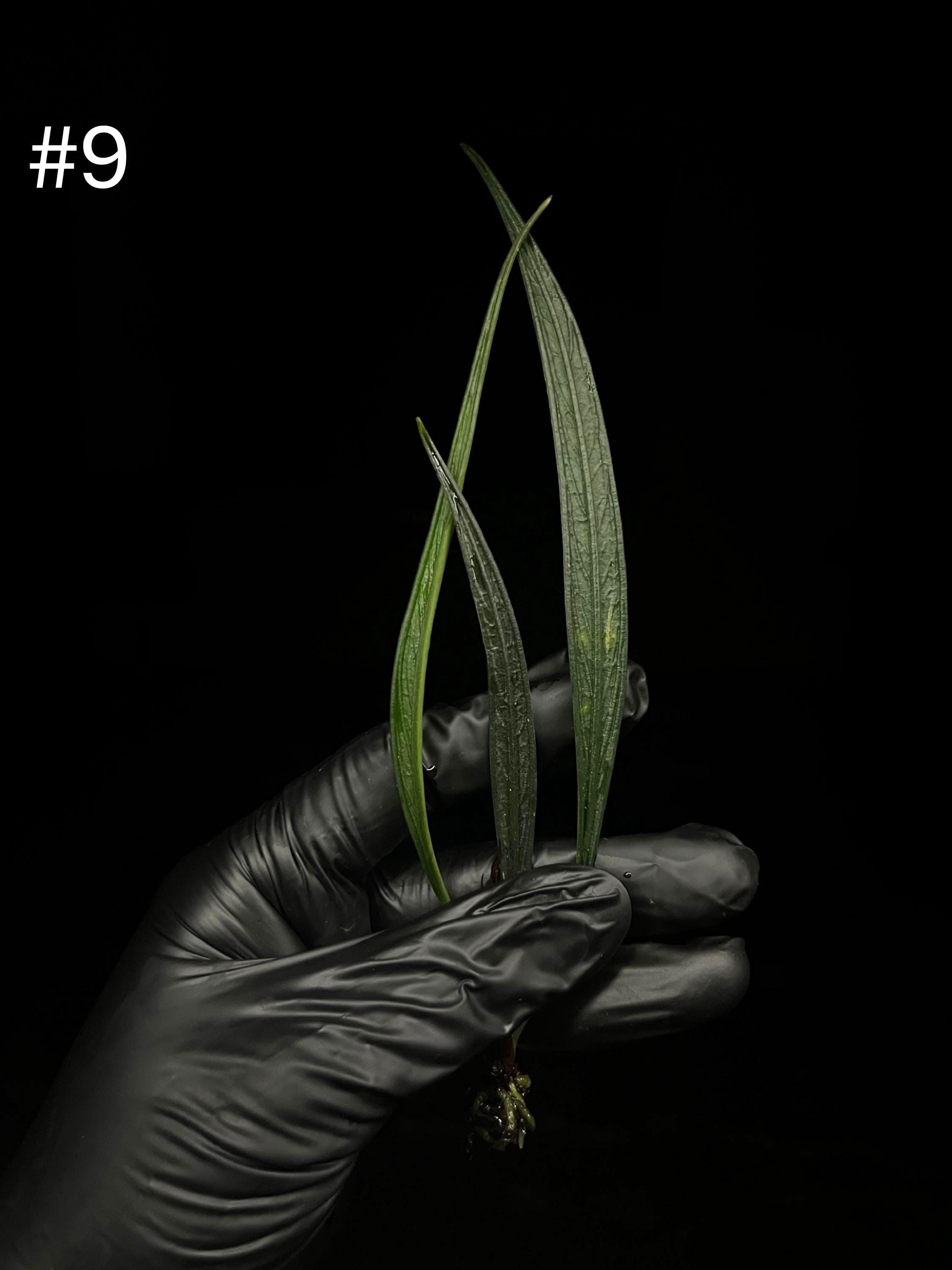 水草 Aridarum perisai for 8 eyes 水草 Aridarum perisai for 8 eyes 水草 Aridarum perisai for 8