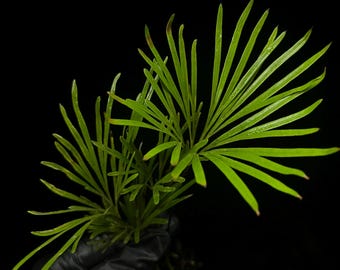 水草 Aridarum sp. Narrow Aridarum Narrow Easy Aquarium Plant for Planted Aquarium