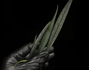 Josefia Intricata/aridarum Perisai - Etsy