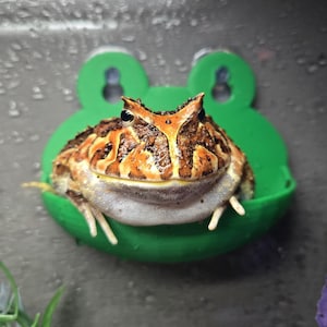 May include: A brown and orange horned frog sitting in a green frog-shaped holder. The frog has a white belly and is looking directly at the camera.