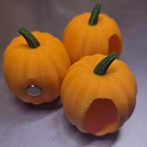 Pumpkin Jumping Spider hide