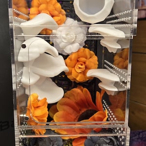 Decorated Jumping Spider Enclosures