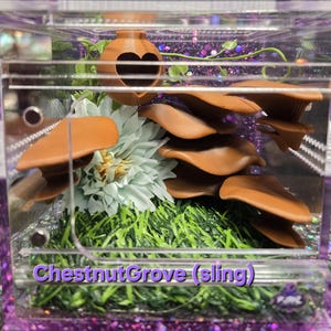 Jumping Spider Enclosure | Decorated Acrylic Terrarium | Magnetic Front Opening Arboreal Spider Habitat