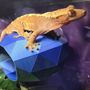Può includere: Un geco crestato arancione è appollaiato su un nascondiglio geometrico blu. Il geco ha la pelle strutturata e si trova in un terrario. Il nascondiglio è di un blu vibrante con un design sfaccettato, che offre uno spazio sicuro per il rettile.