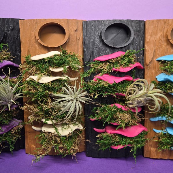 Jumping Spider Enclosure Background | 3D Cork Bark Hide, Live Moss, Air Plant Decor