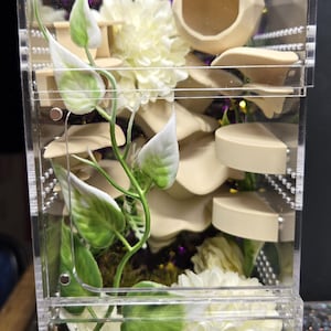 Decorated Jumping Spider Enclosures (2)