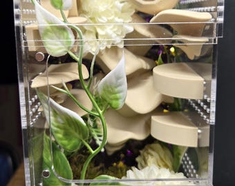 Decorated Jumping Spider Enclosures (2)