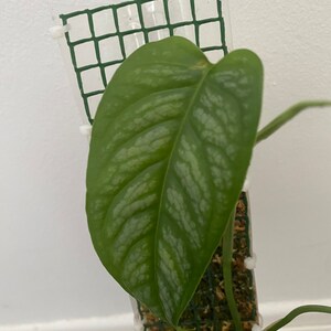 philodendron atabapoense Philodendron Atabapoense – Jordan's Jungle